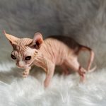Red Tabby Elf Sphynx kitten for sale