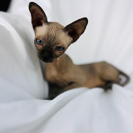 Seal Mink Boy Sphynx kitten for sale