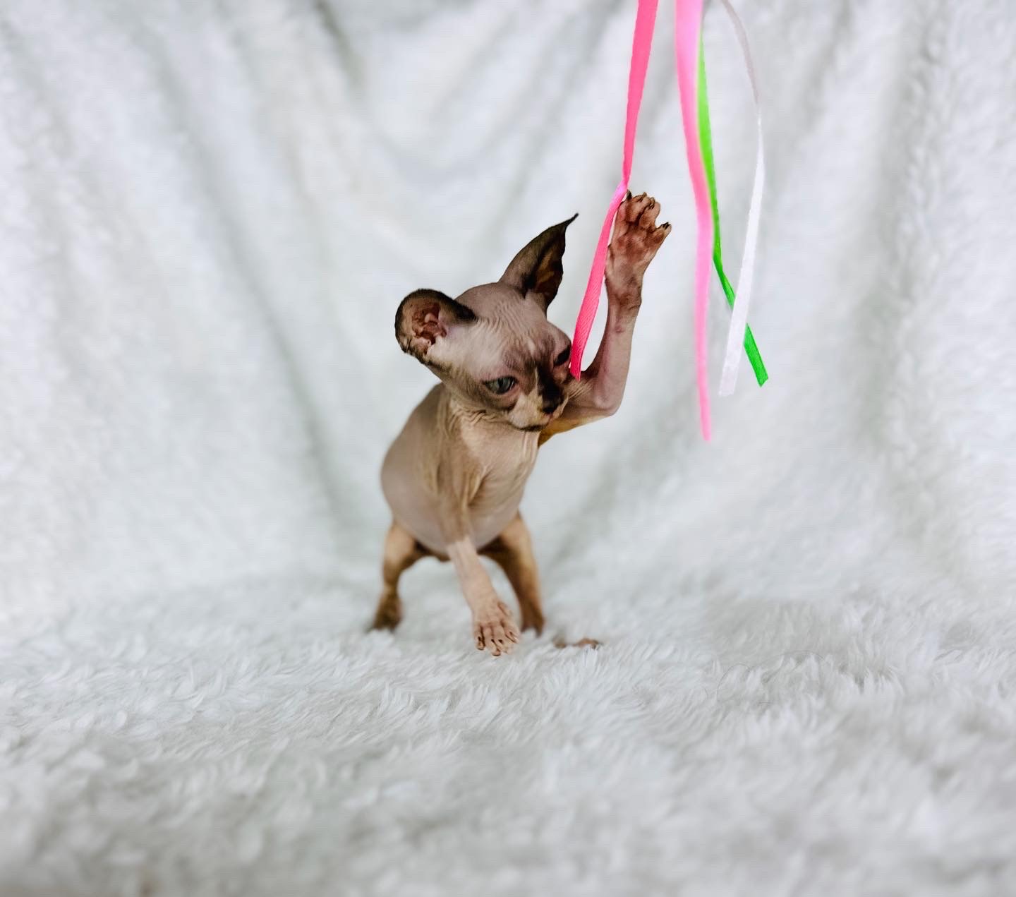 Seal Mink girl Sphynx for sale