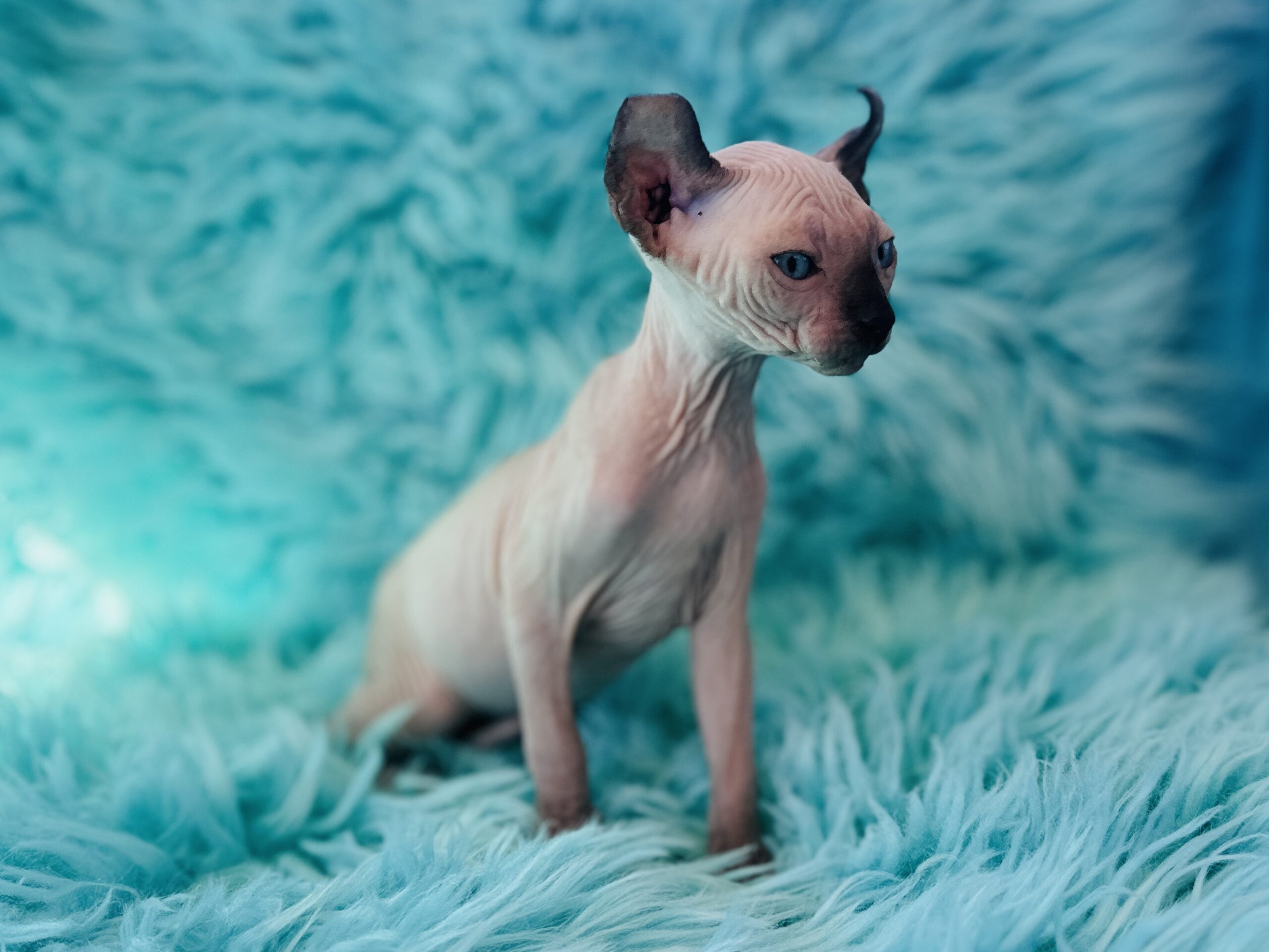 Seal Point Elf Sphynx available kitten photo from Purrxotics