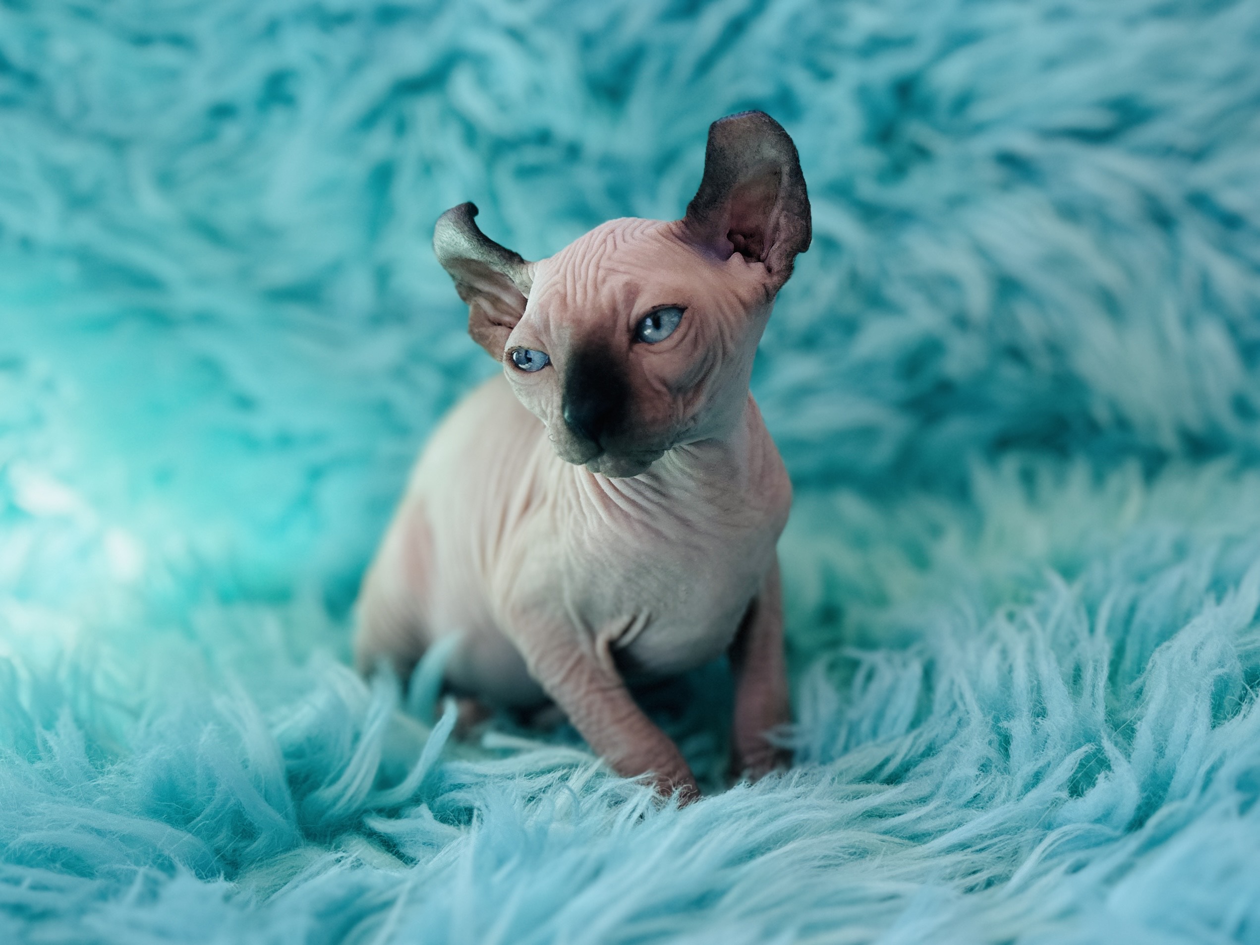 Seal point Elf Sphynx kitten