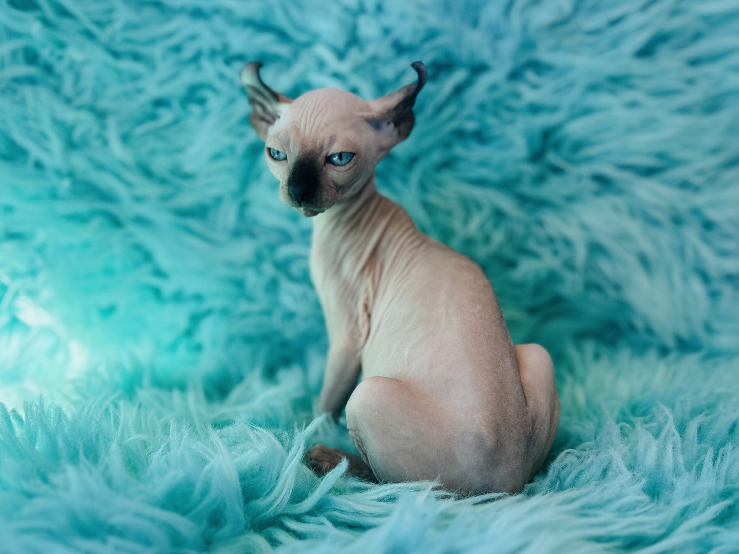 Seal point Elf Sphynx