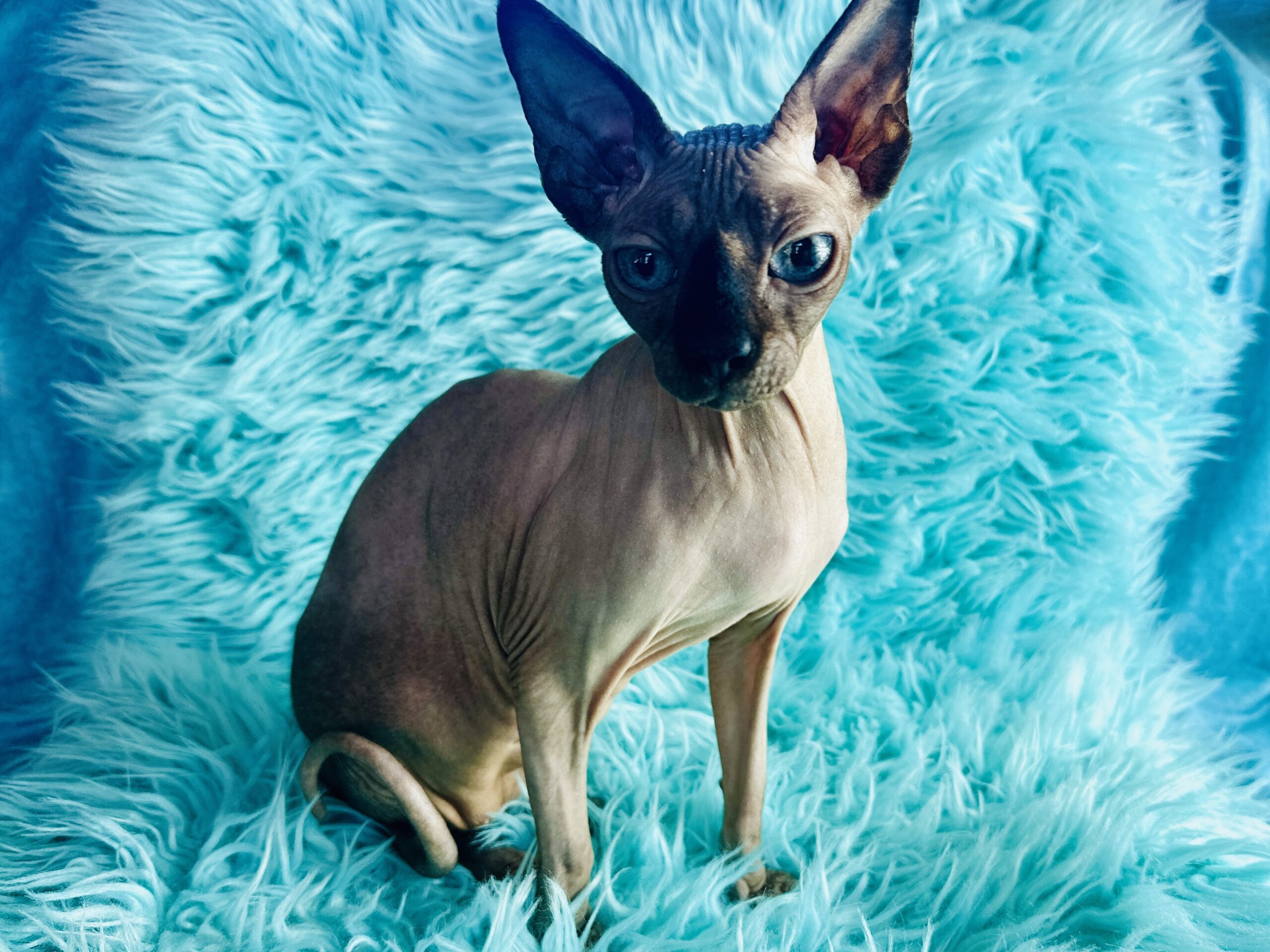 Seal Point Male Sphynx available kitten photo from Purrxotics