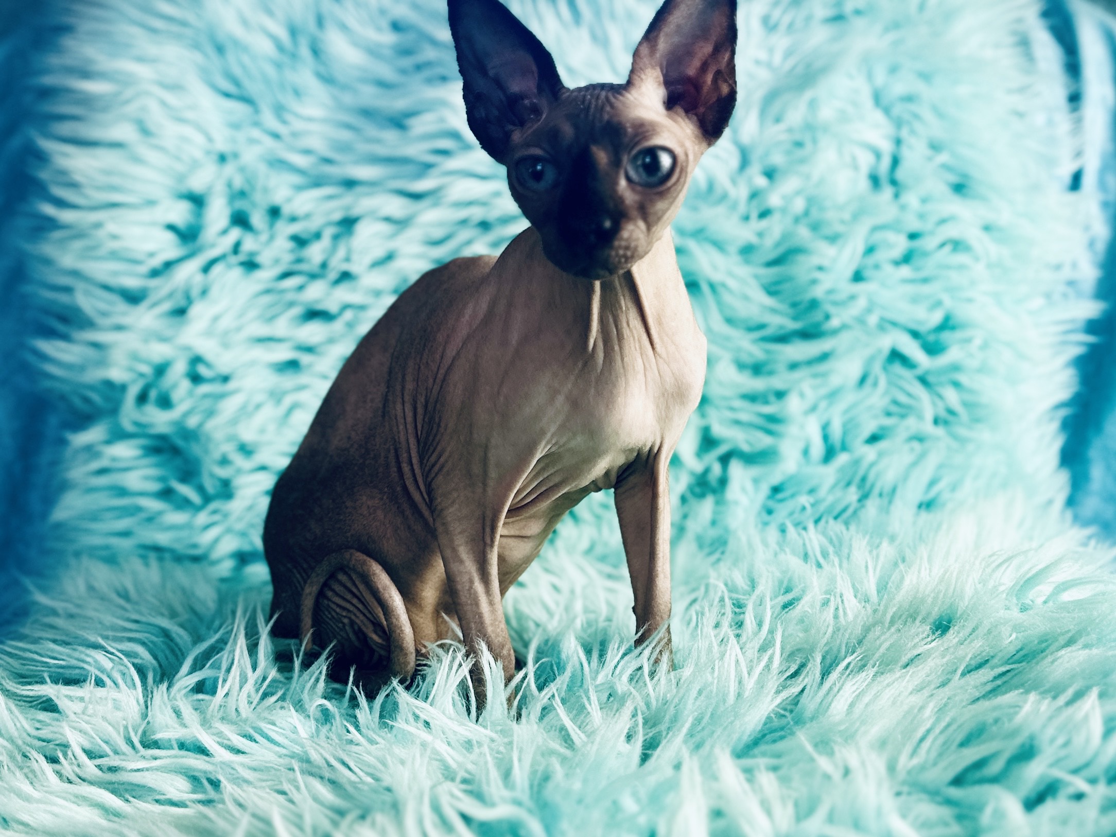Seal point male Sphynx cat
