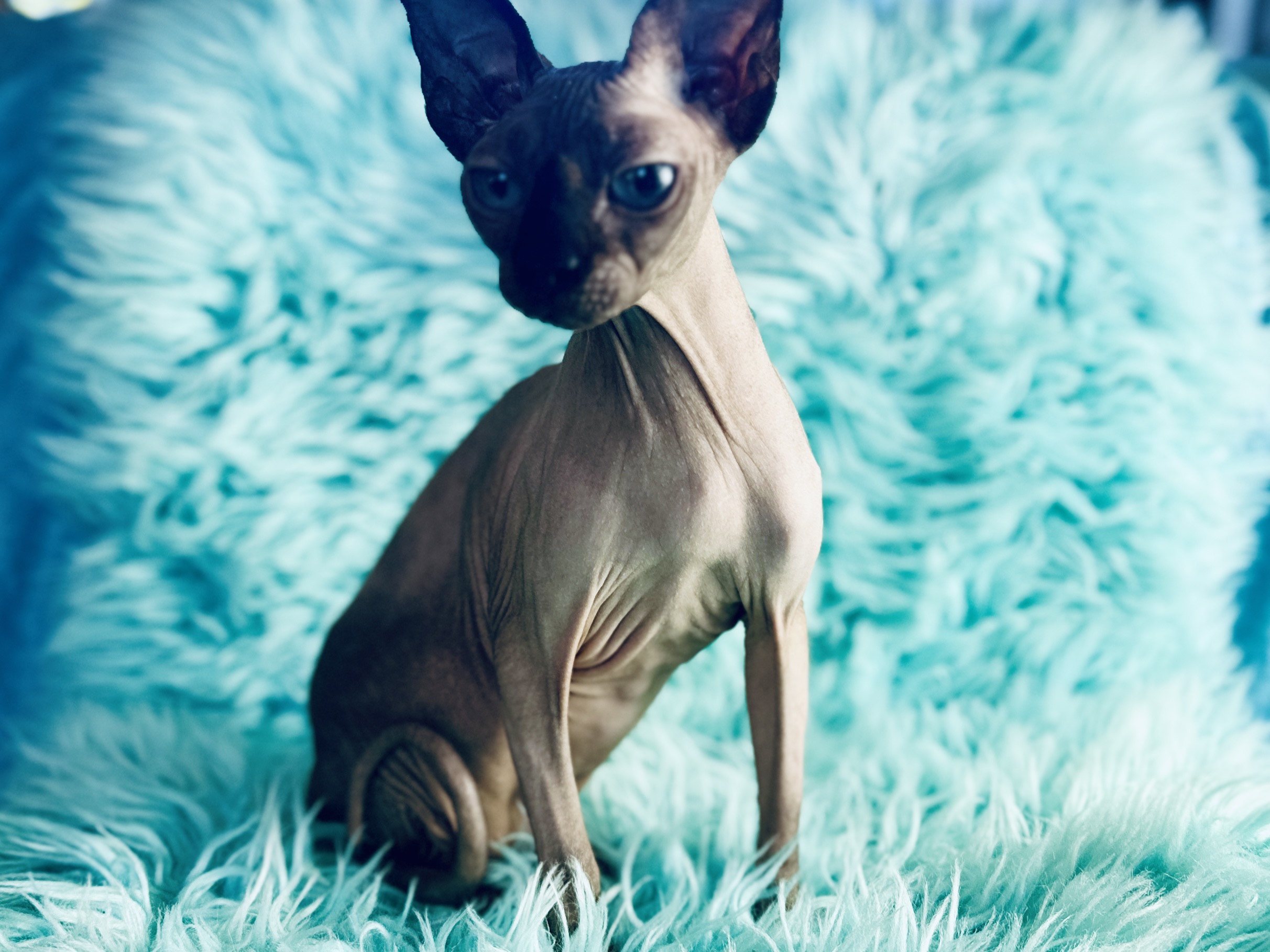 Seal point male Sphynx for sale