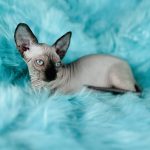 Seal Point Sphynx For Sale