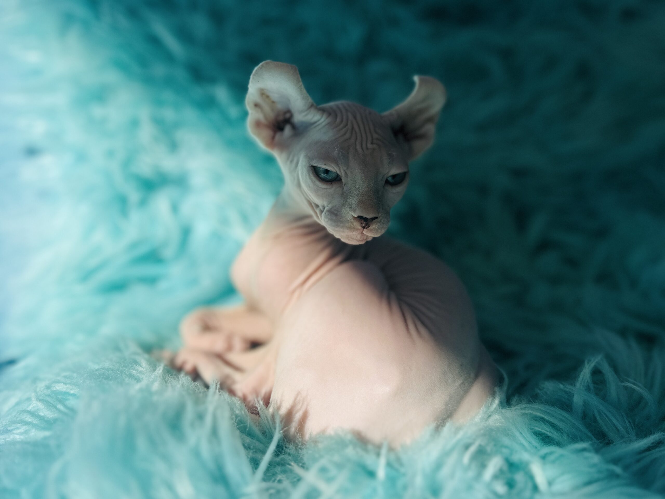 Snowdrop is a pink Elf Sphynx girl
