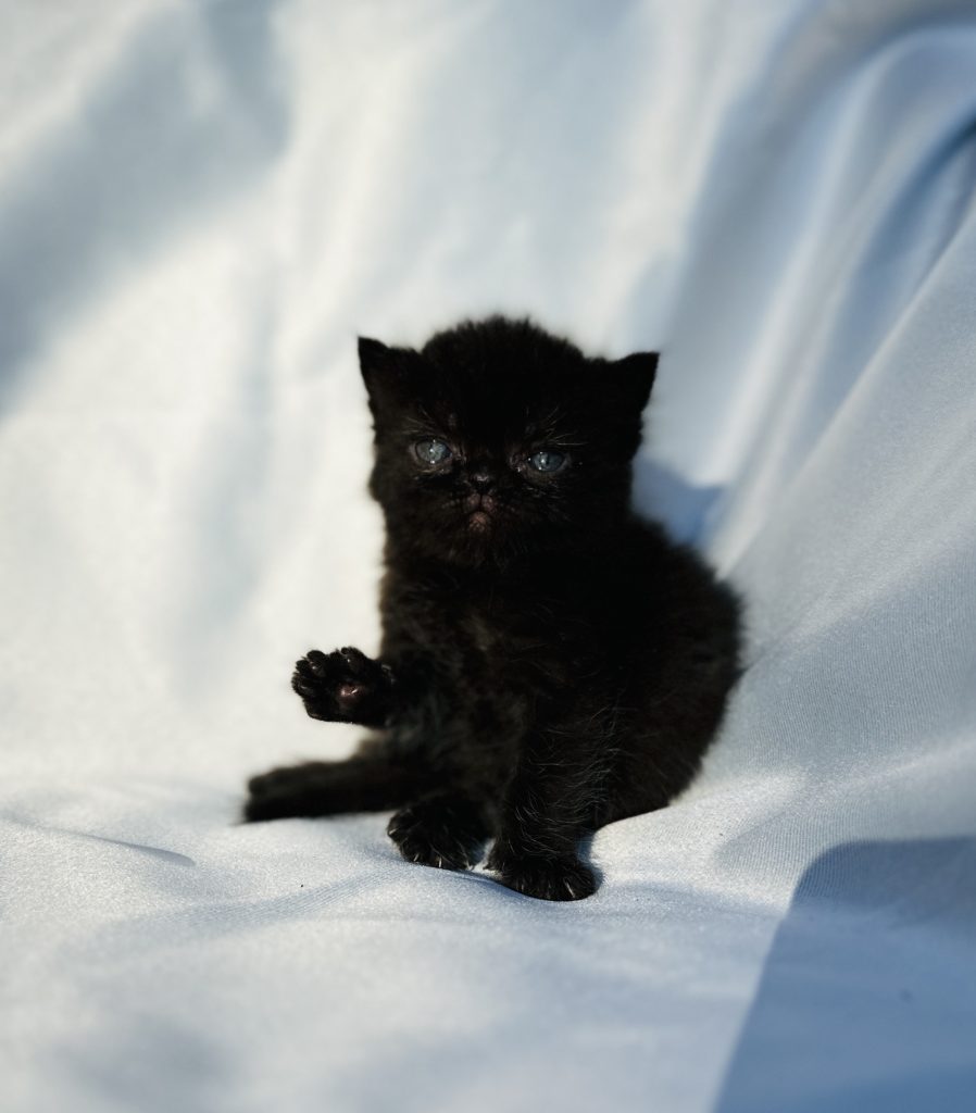 Solid Black Exotic Shorthair baby girl