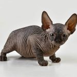 Solid Black Sphynx Girl