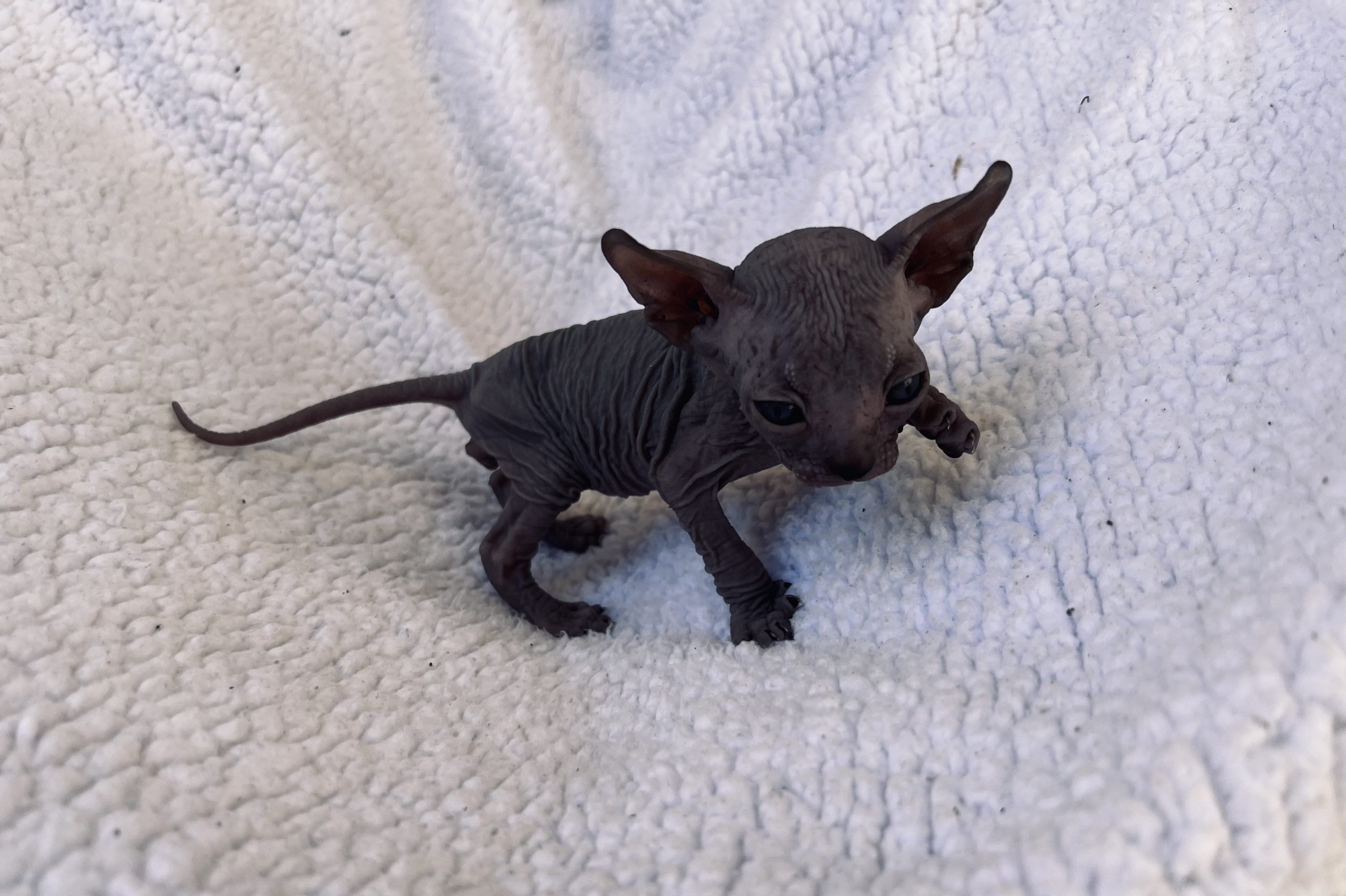 Solid Blue Boy Sphynx cat for sale scaled