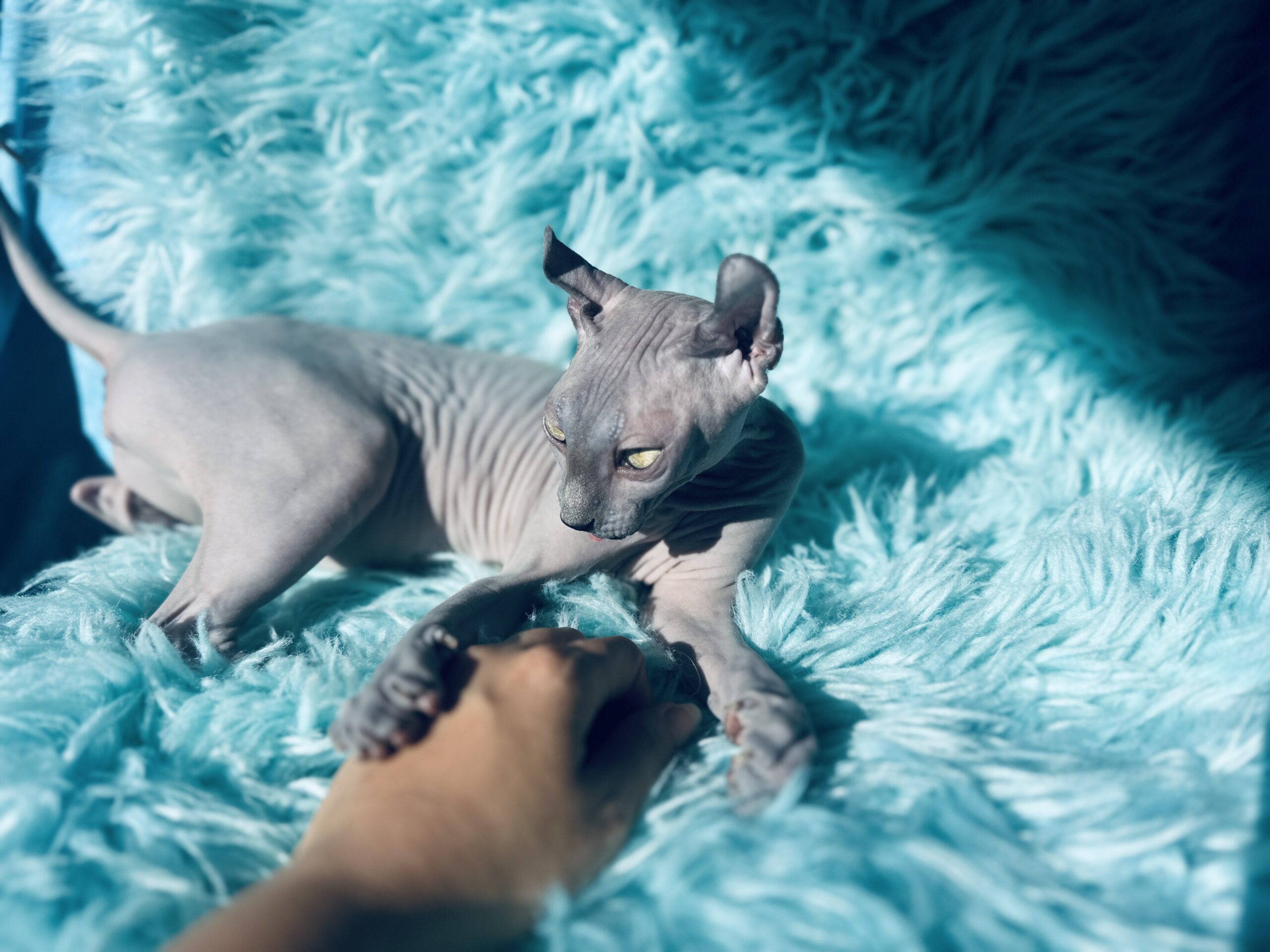 Solid Blue Elf Sphynx available kitten photo from Purrxotics