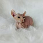 Sphynx red tabby Elf kitten