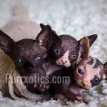 Sphynx breeder health screening and cattery care