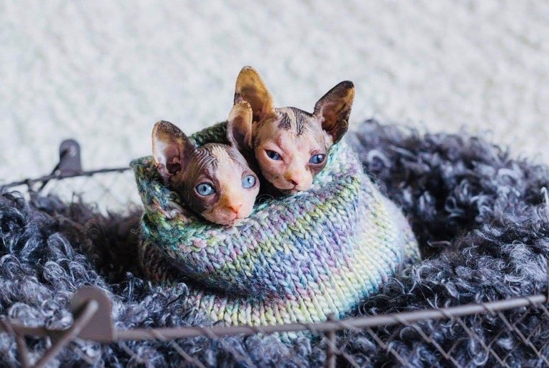 Sphynx kittens for sale near me in san diego 2021