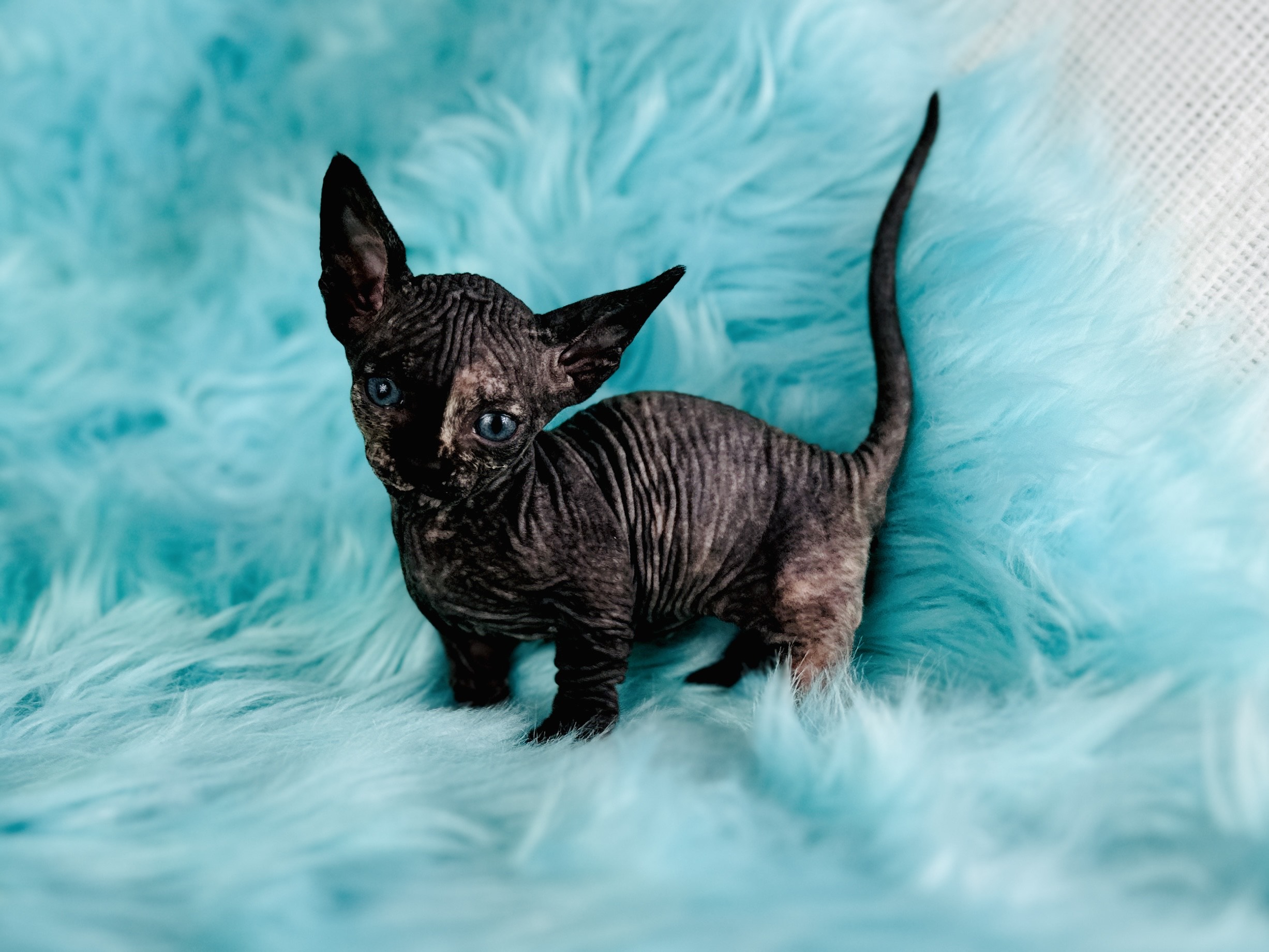 Bambino Sphynx kitten from Purrxotics