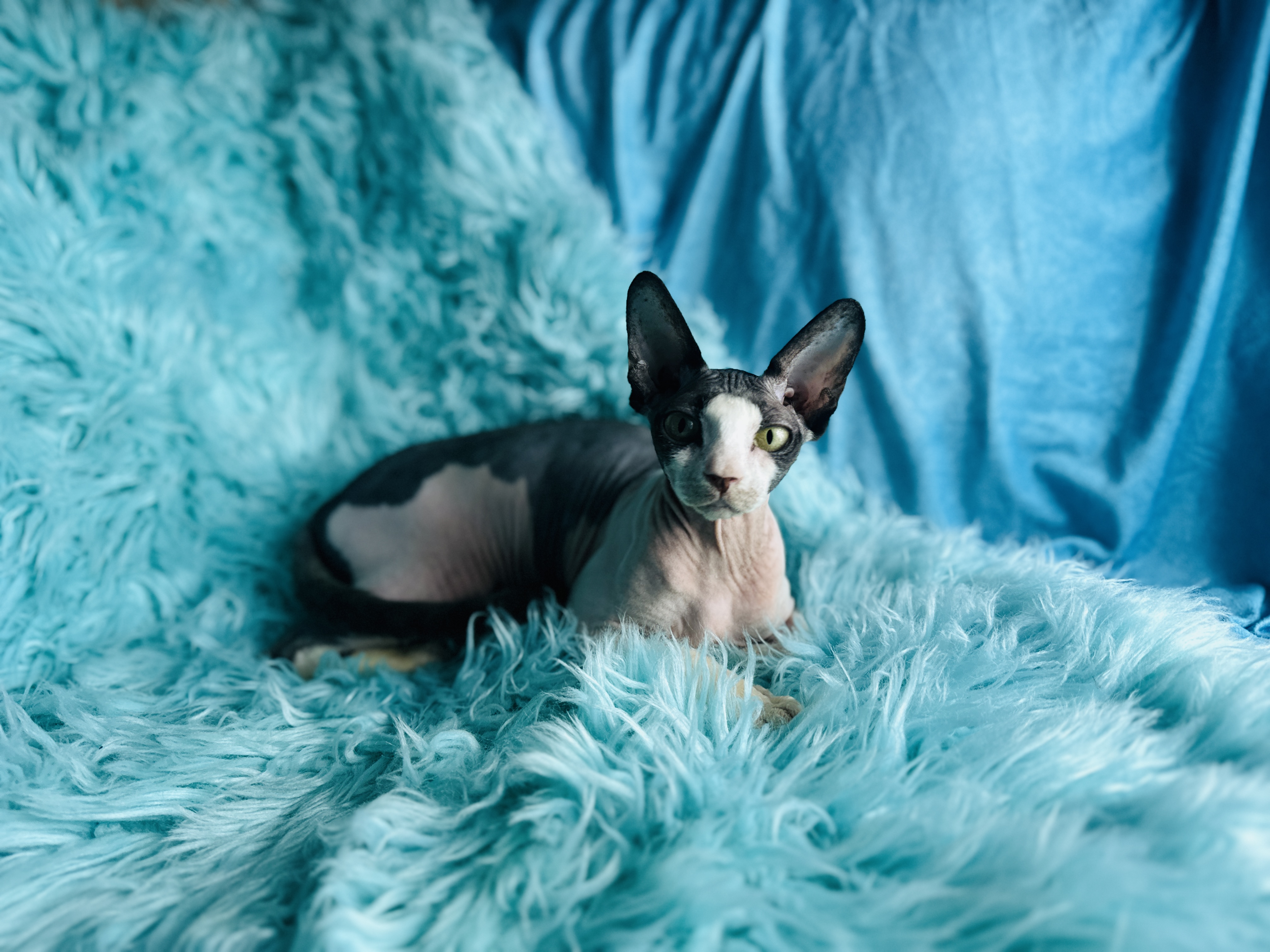 Tuxedo and Black Sphynx kitten from Purrxotics