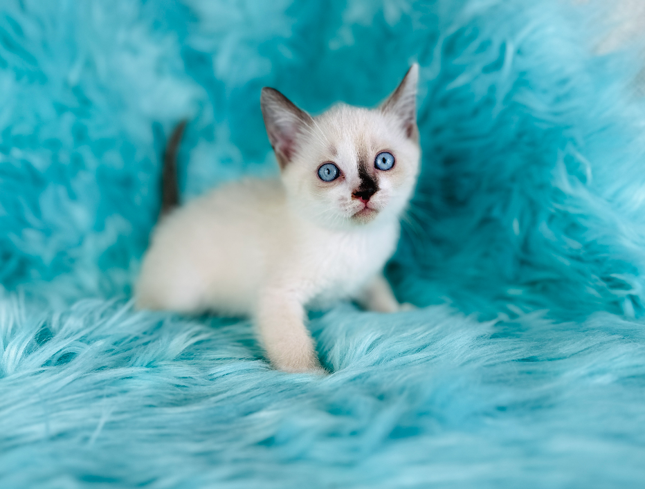 Coated Sphynx kitten from Purrxotics