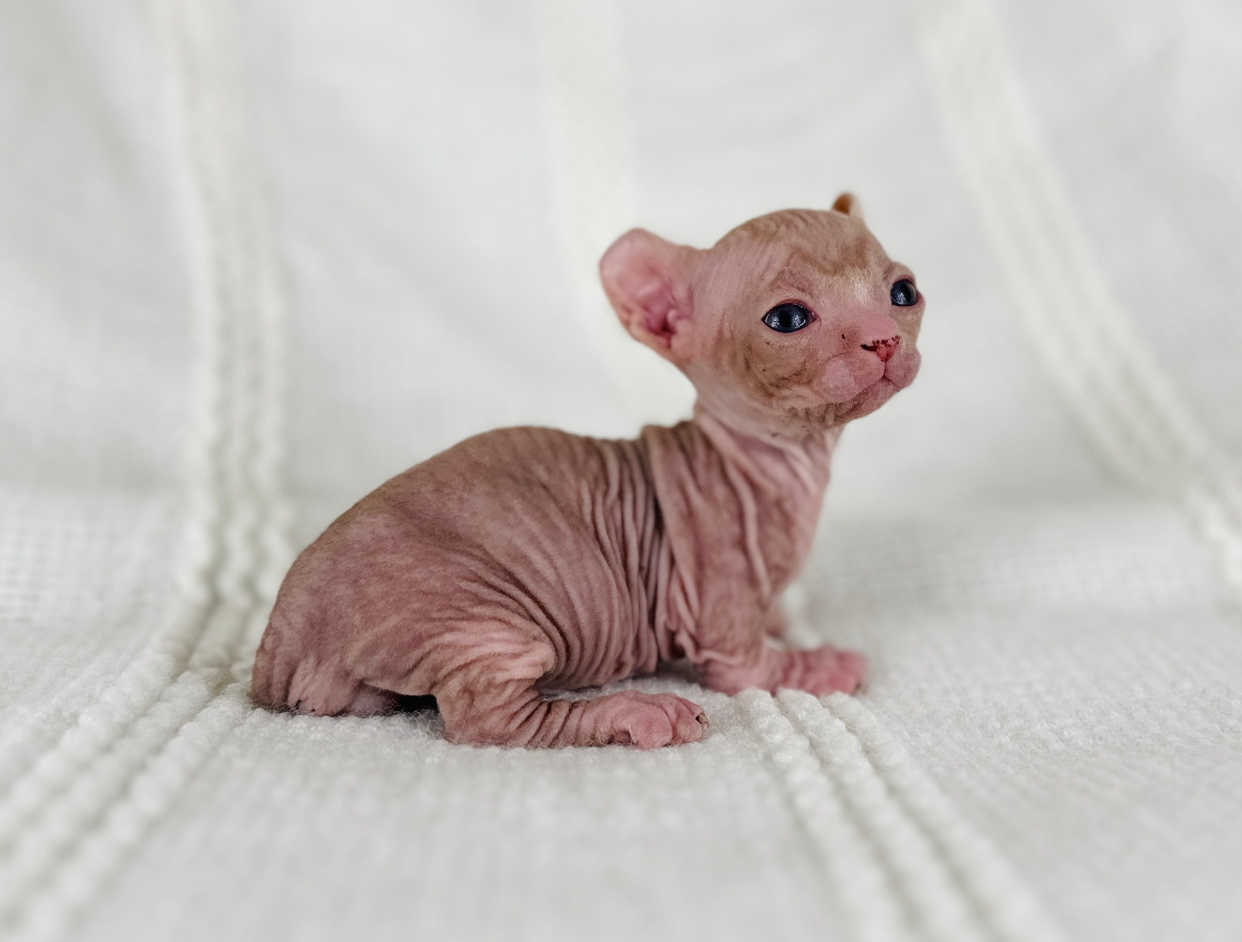 Dwelf Sphynx kitten from Purrxotics