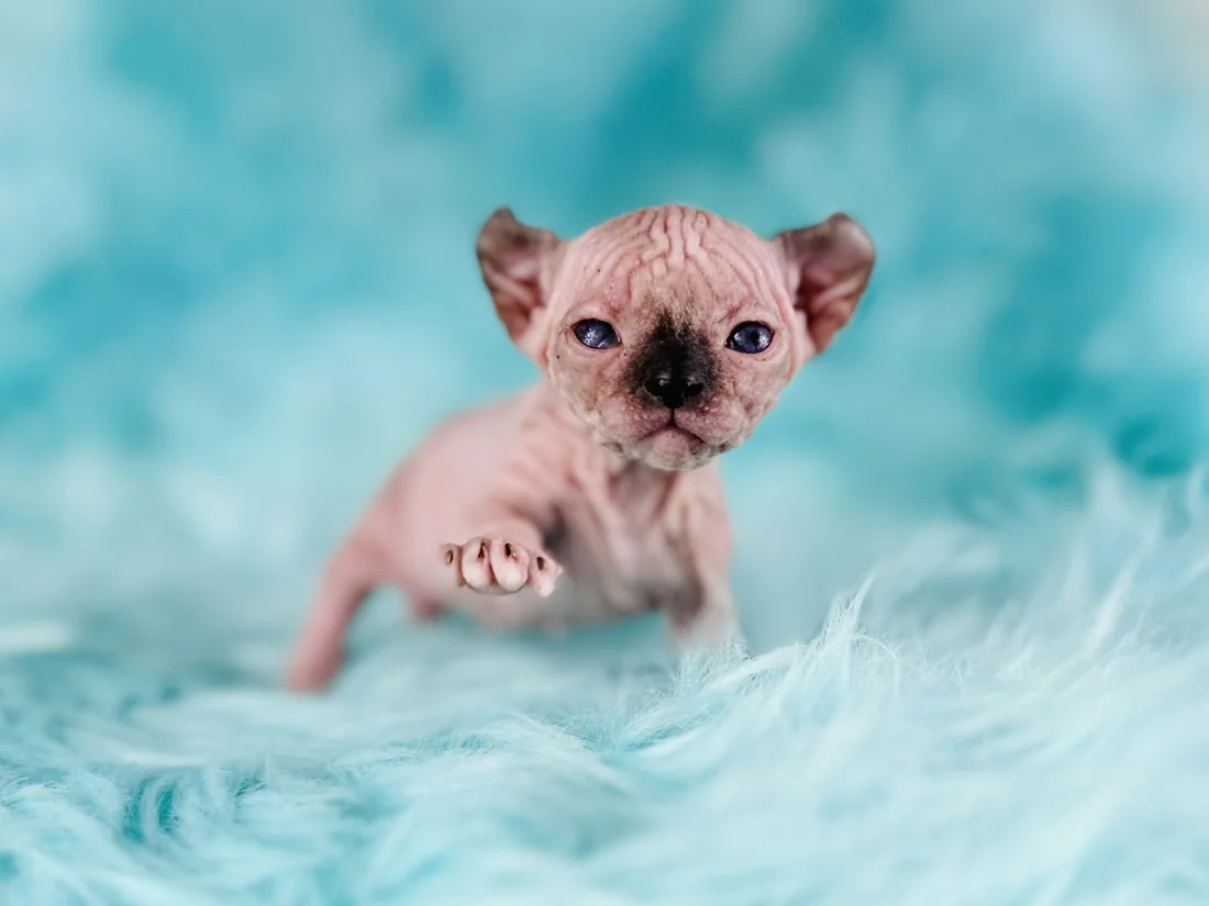 Elf Sphynx kitten with curled ears and blue eyes
