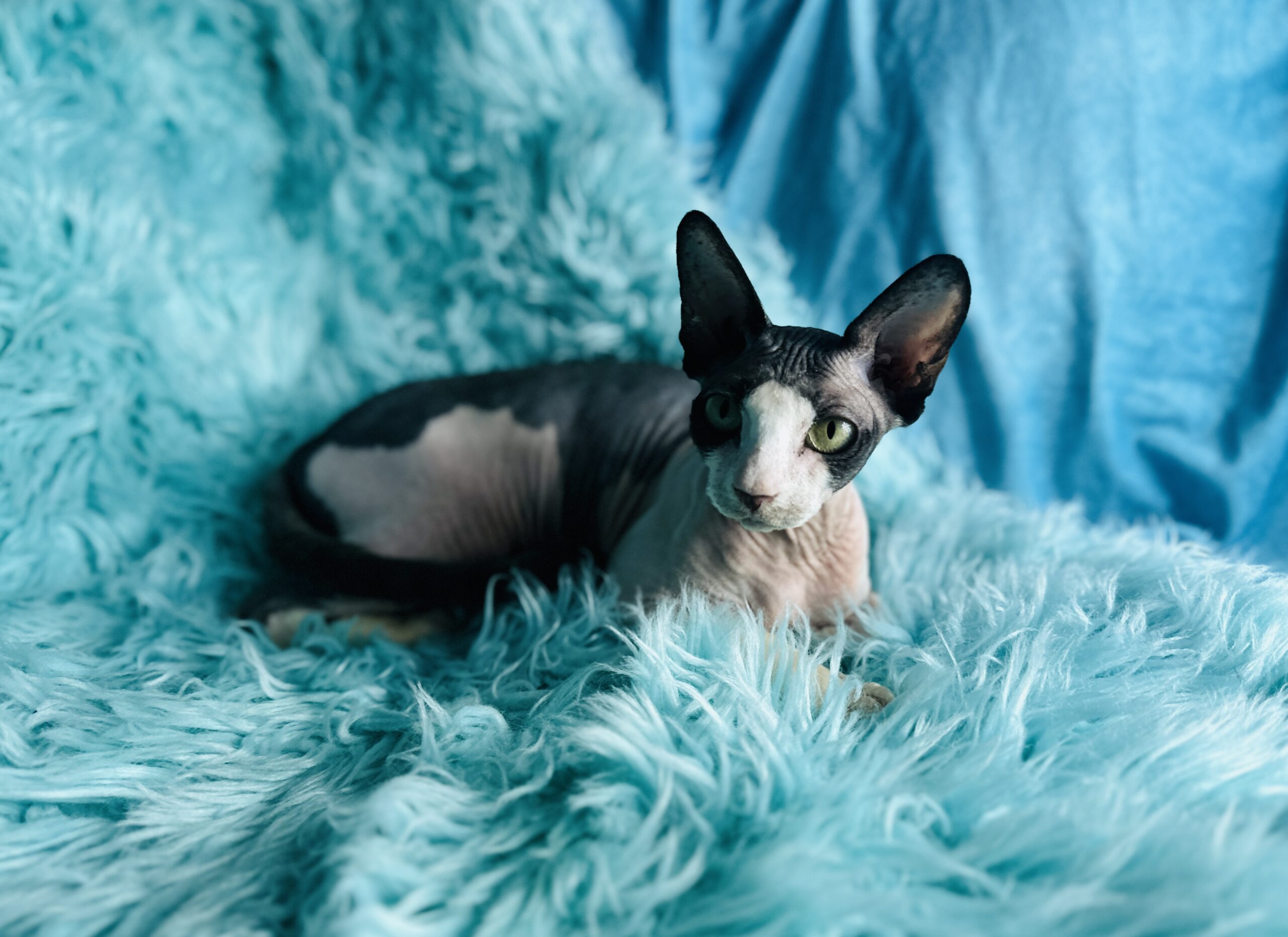 Black and White Tuxedo Sphynx Cat - Girl available kitten photo from Purrxotics