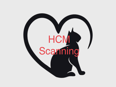 Sphynx 4 sale and Lykoi kittens 4 sale