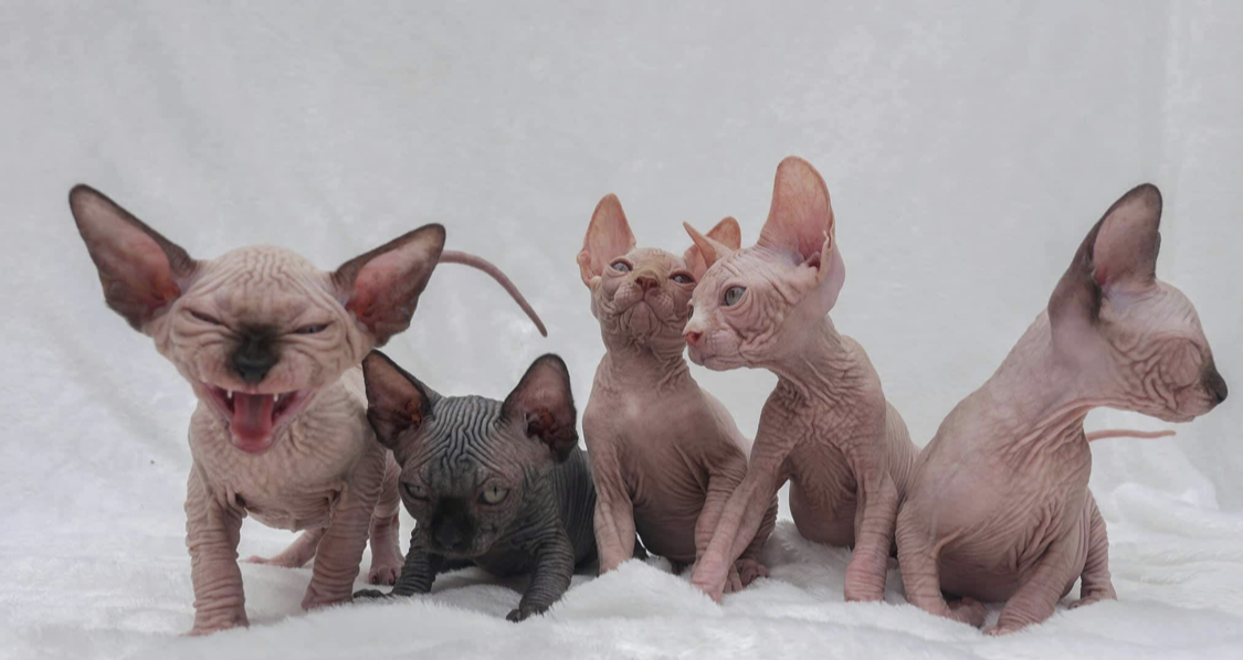 Elf, Bambino, and Dwelf Kittens Available available Sphynx kitten from Purrxotics