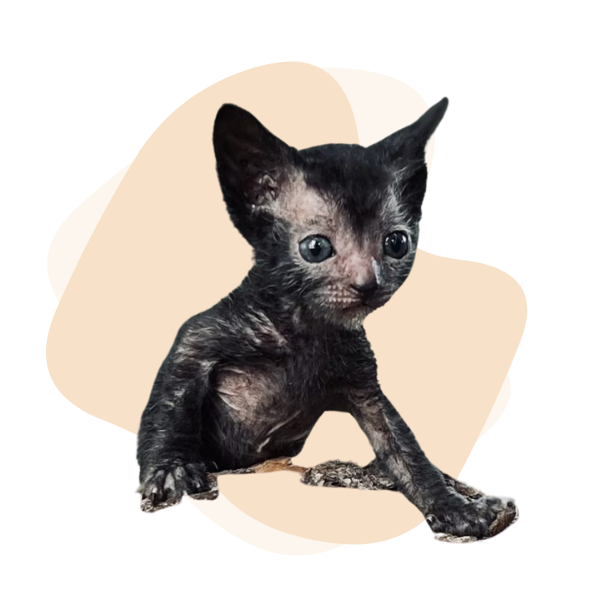 lykoi