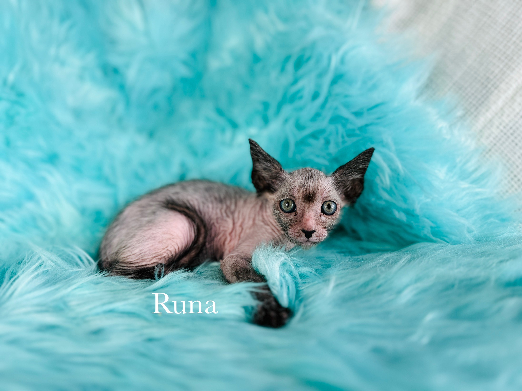 Lykoi Wolf Cat kitten from Purrxotics