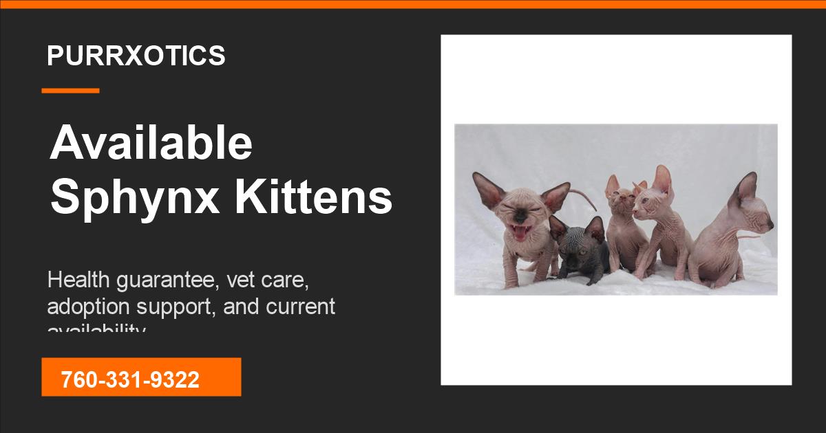Hairless Kittens for Sale California from Purrxotics