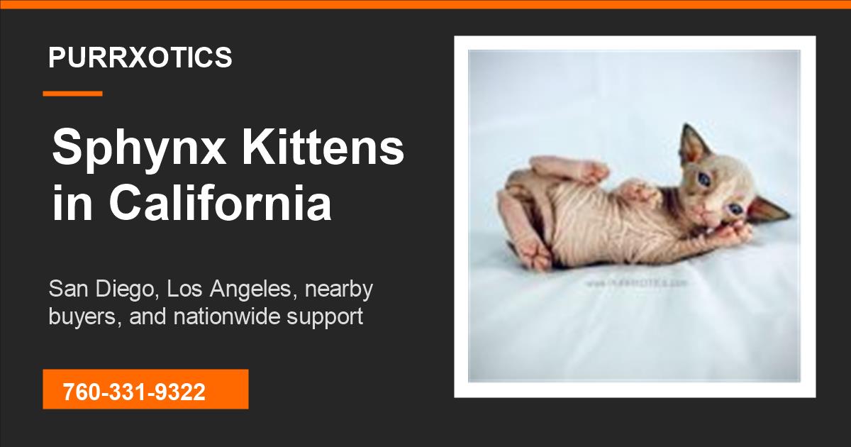 Sphynx Breeder San Diego from Purrxotics