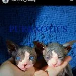 Purrxotics Sphynx kitten in a loving home