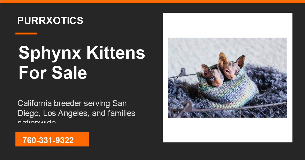 Sphynx Kittens Near Me from Purrxotics