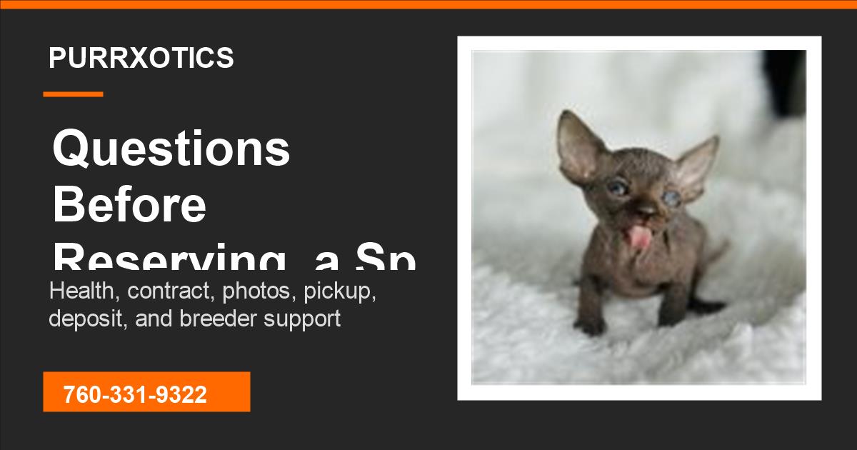 Sphynx Kitten Buyer Protection from Purrxotics