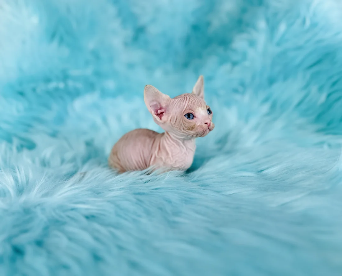 Red Bambino Sphynx kitten