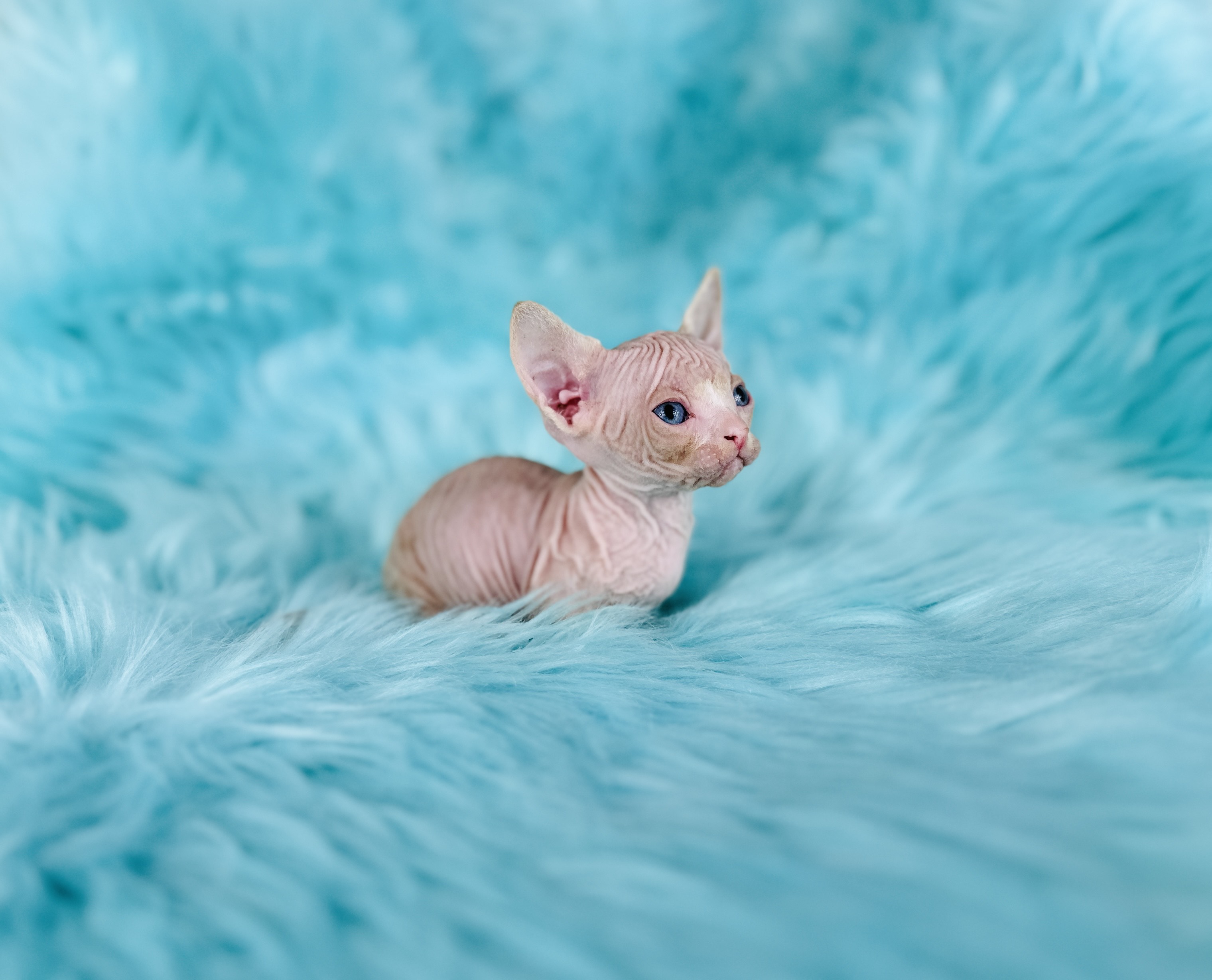 Red and Pink Sphynx kitten from Purrxotics
