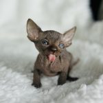 Solid chocolate Sphynx kitten from Purrxotics