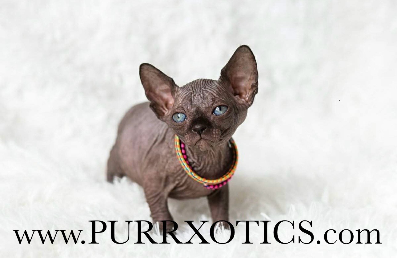 Standard Sphynx kitten from Purrxotics