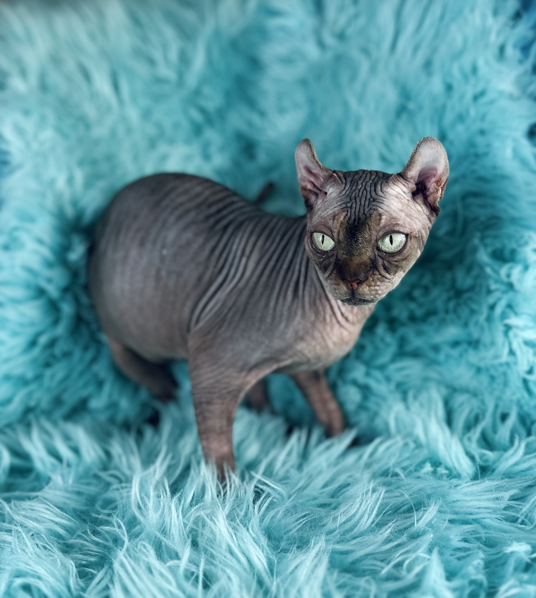 Elf Tabby Sphynx Girl available Sphynx kitten from Purrxotics