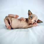 Extremely wrinkly seal mink tuxedo Sphynx boy with blue eyes from Purrxotics