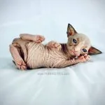 Wrinkly seal mink tuxedo Sphynx kitten from Purrxotics