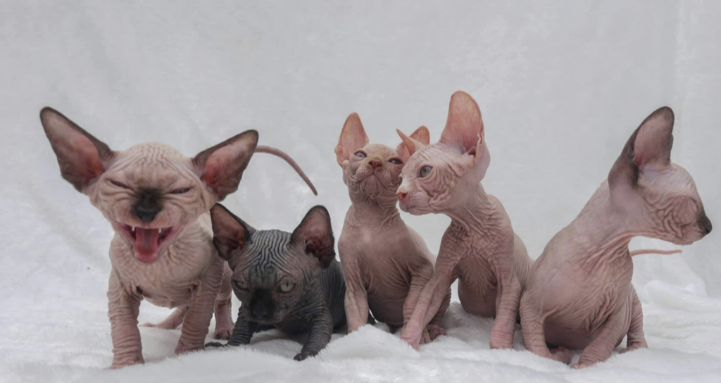 Sphynx Cats for Sale | Sphynx Kitten Breeder| Purrxotics