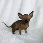 Black Mink Sphynx Boy with Aqua Eyes for sale