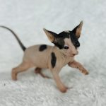 BlackWhite Bi-color Sphynx Boy cat for sale