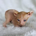 red tabby bicolor elf sphynx