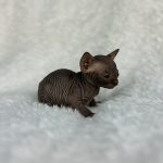 Rare Color Baby Girl Sphynx - Solid Chocolate Sphynx Kitten