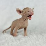 Red Bi-color Elf Sphynx Boy for sale