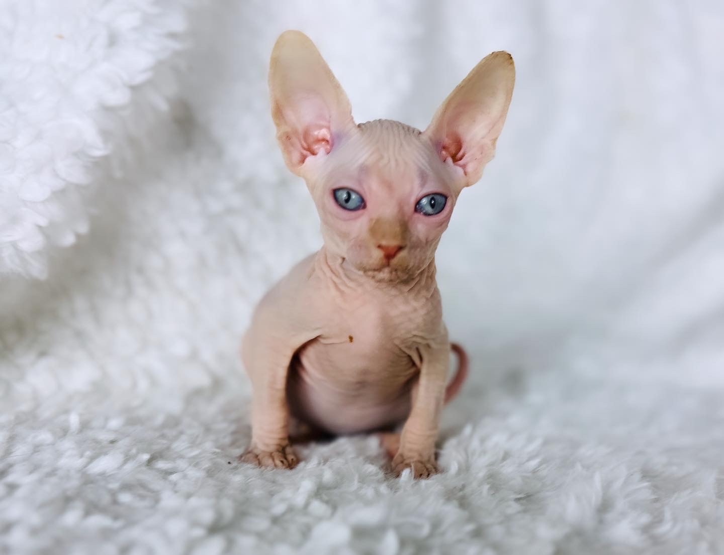 Red Point Boy Blue Eyes PINK Sphynx for sale
