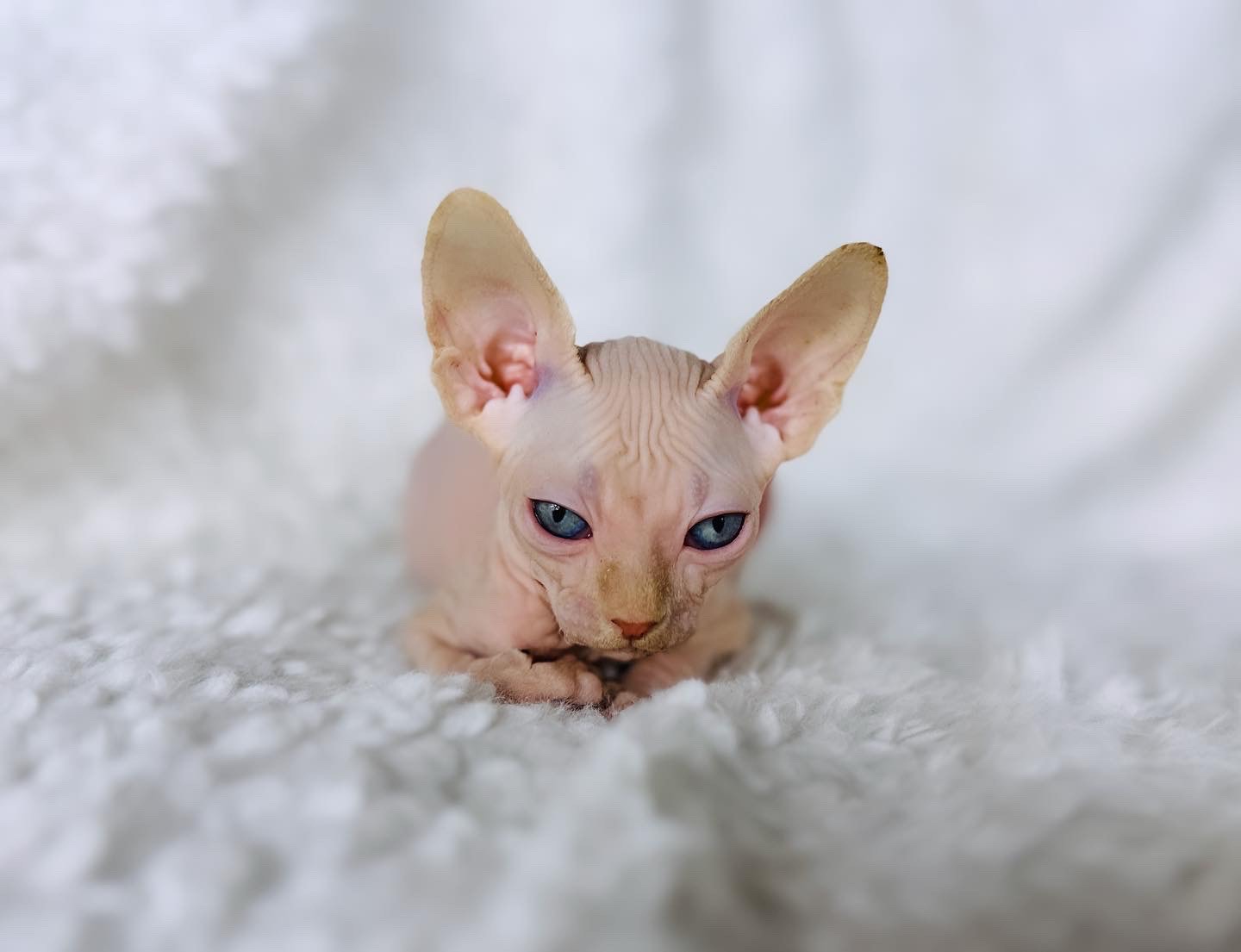 Red Point Boy (PINK Sphynx) with Blue Eyes for sale