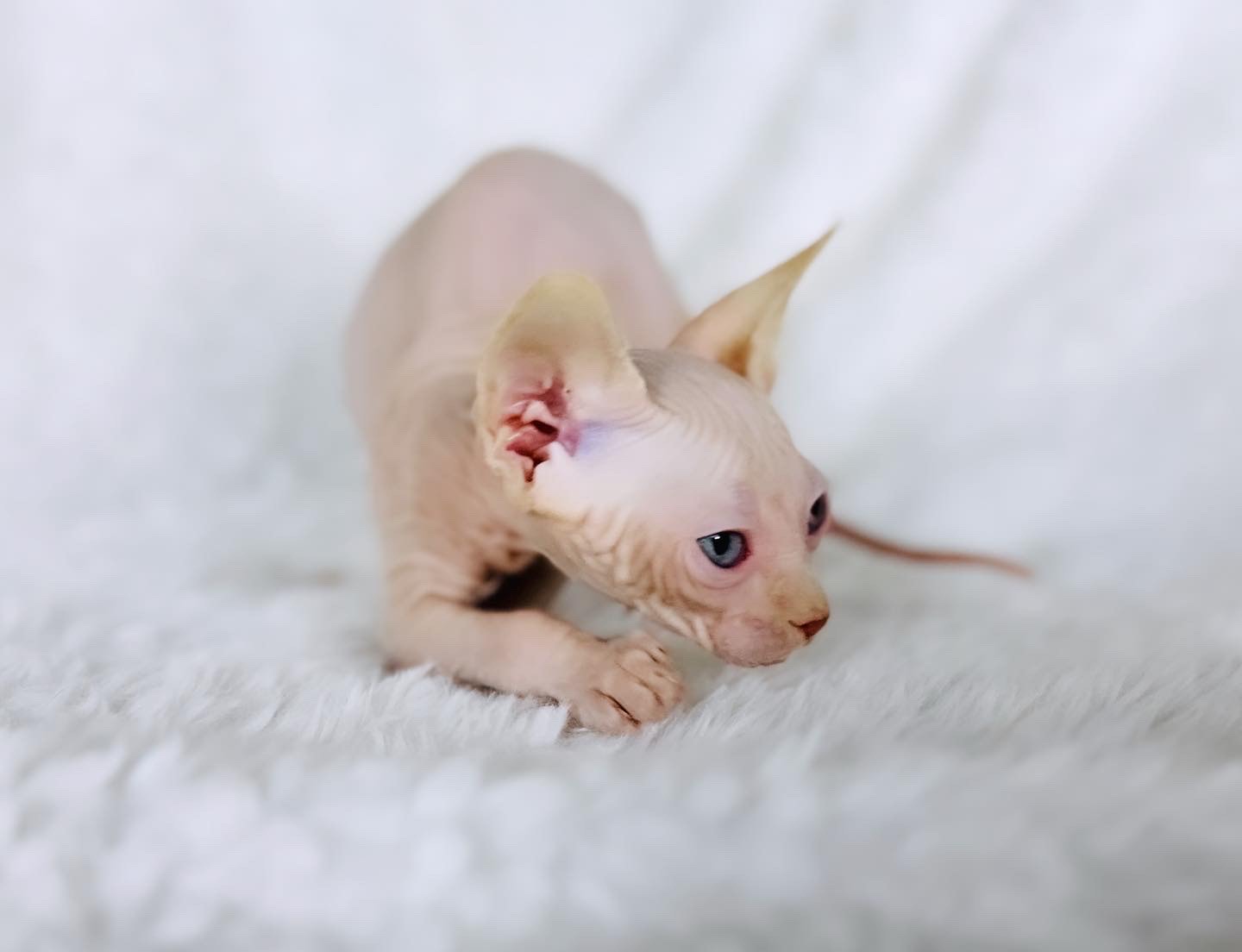 Red Point Boy (PINK Sphynx) with Blue Eyes