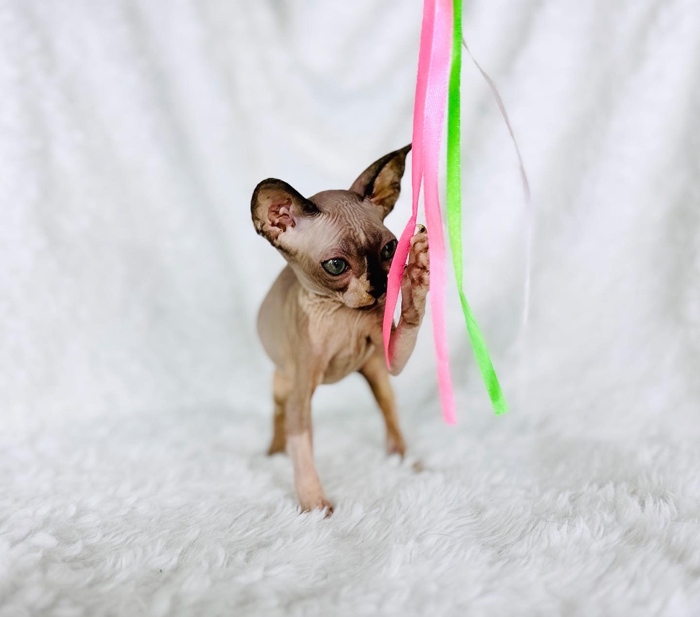 Seal Mink girl Sphynx with White Bi-Color
